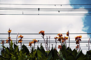 写真作品