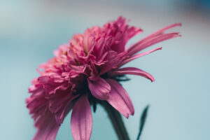 写真作品
