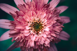 写真作品