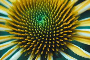 写真作品