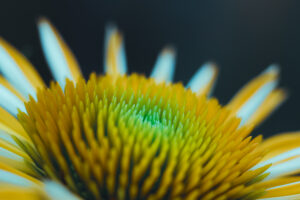 写真作品