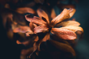 写真作品