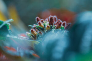 写真作品