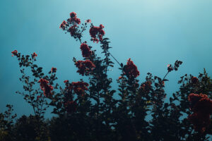 写真作品