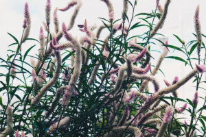 写真作品