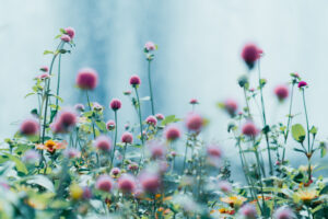 写真作品