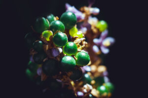 写真作品