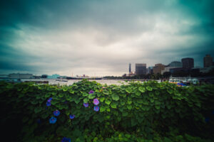 写真作品