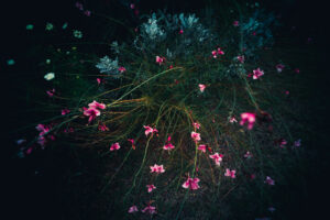 写真作品