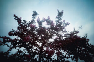 写真作品
