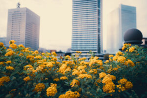 写真作品