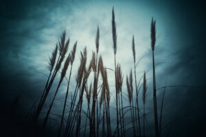 写真作品
