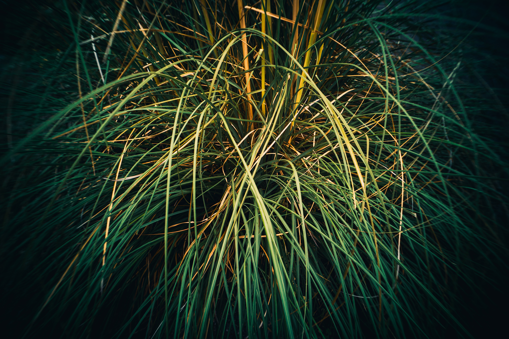 GIZMON Wtulens 17mmで撮影した写真10