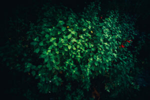 写真作品