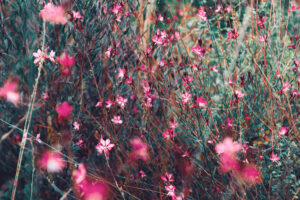 写真作品