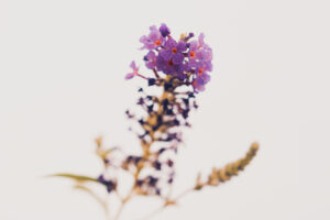 写真作品
