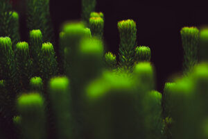 写真作品
