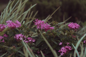 写真作品