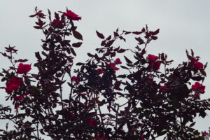 写真作品