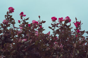 写真作品