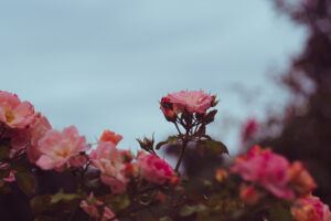 写真作品