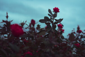 写真作品