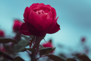 写真作品