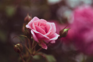 写真作品