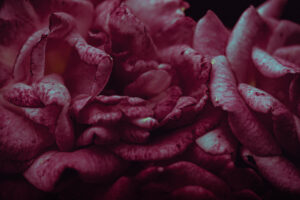 写真作品