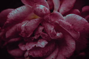 写真作品
