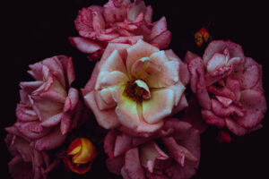 写真作品
