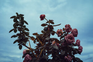 写真作品