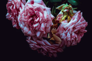 写真作品
