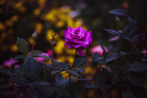 写真作品