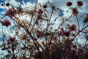 写真作品