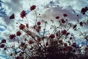 写真作品
