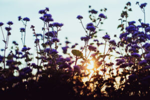 写真作品