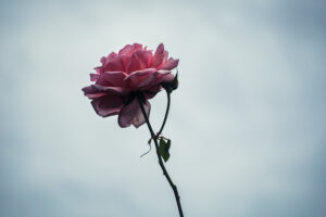 写真作品