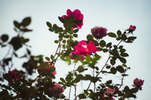 写真作品