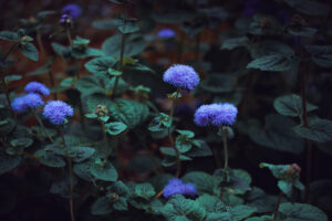 写真作品