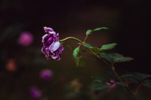 写真作品