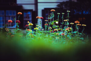 写真作品