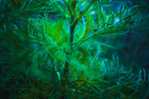 写真作品