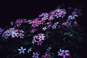 写真作品