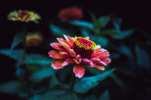 写真作品