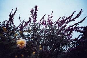 写真作品