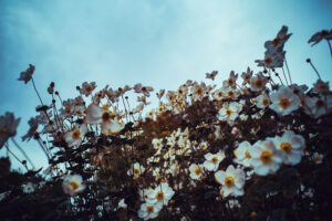写真作品