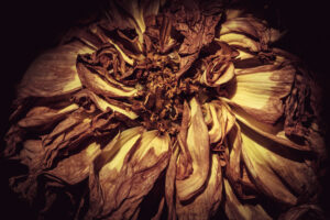 写真作品