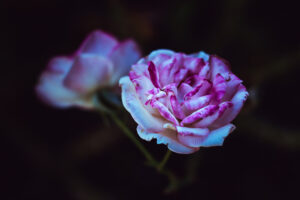 写真作品