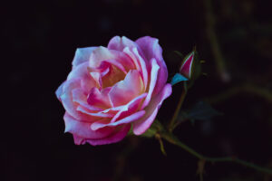 写真作品